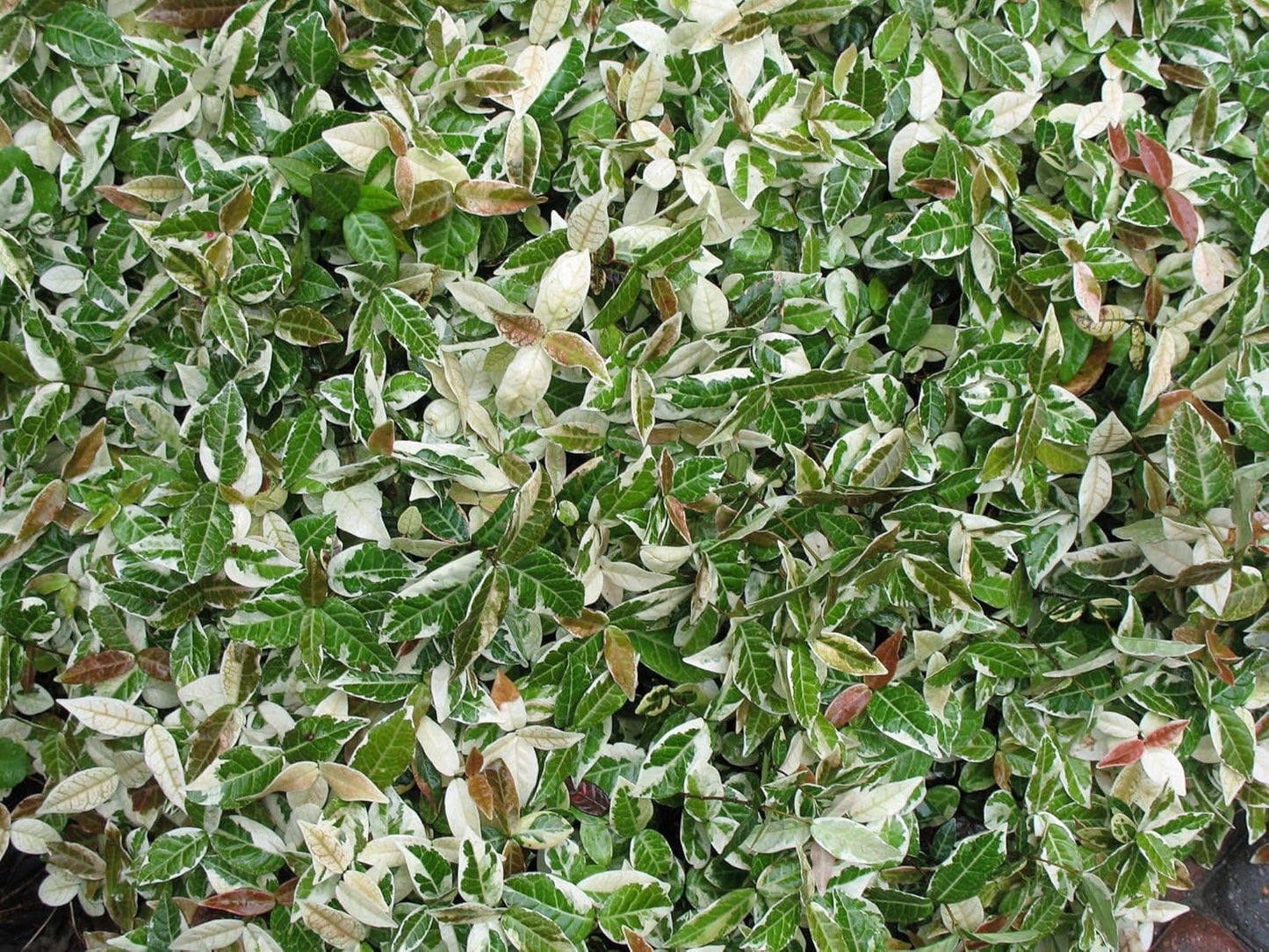 Jasmine Asiatic Variegated Plants | 5 Live 4 Inch Pots | Trachelospermum Asiaticum 'Variegata' | Fragrant Ground Cover | Evergreen Vine