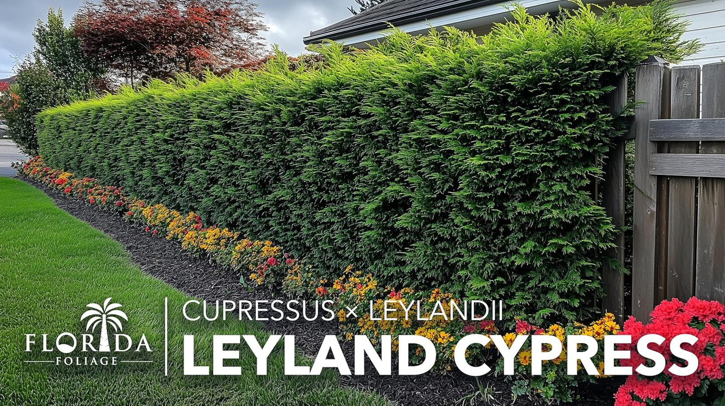 Leyland Cypress | 60 Live Plants | Cupressocyparis leylandii | Fast Growing Privacy Trees, Evergreen Landscape Plants, Drought Tolerant, Low Maintenance, Windbreak, Hardy