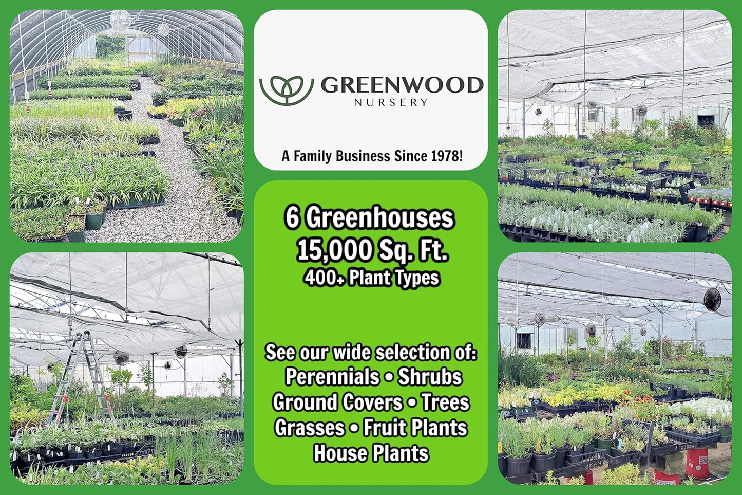 Greenwood Nursery: Live Perennial Plants - Hidcote Blue Lavender + Lavandula Angustifolia - [Qty: 3X Pint Pots] - (Click for Other Available Plants/Quantities)