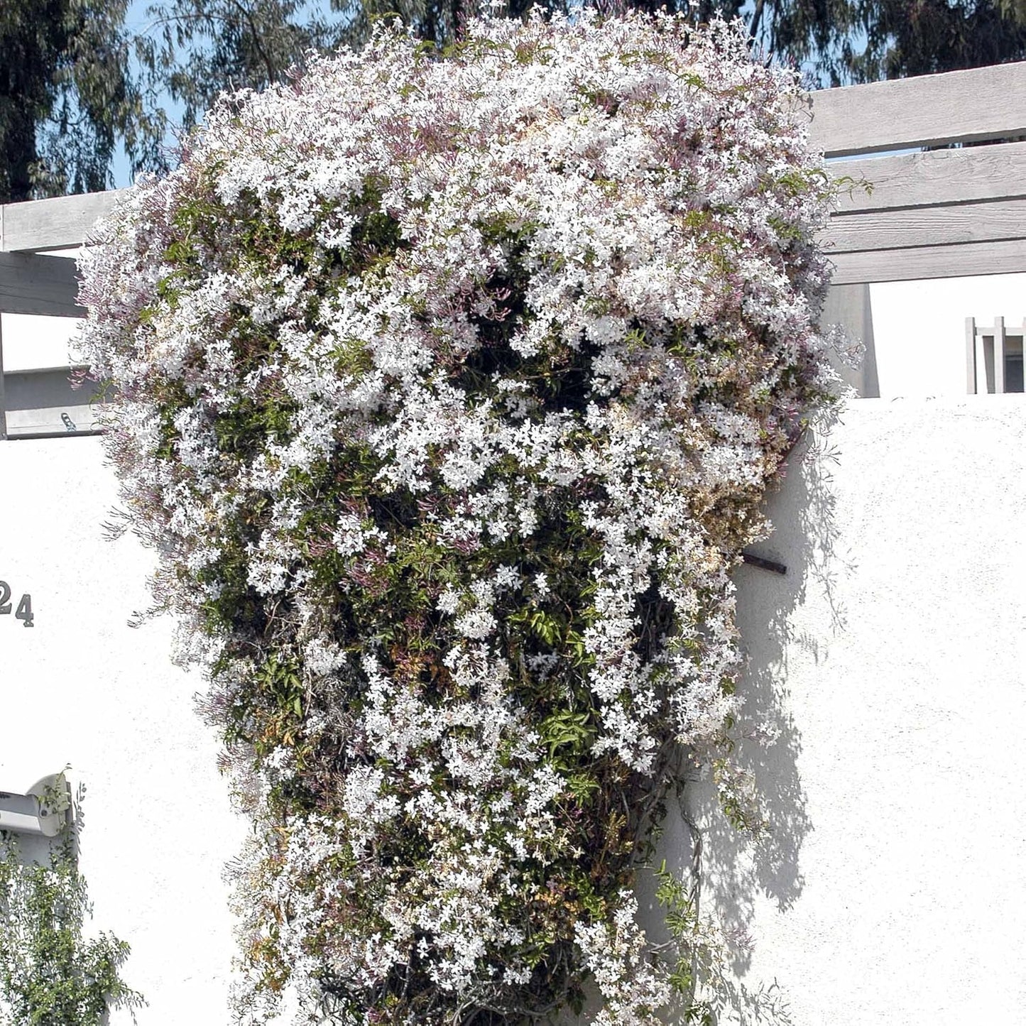 Pink Jasmine Vine - Jasminum Polyanthum - Fragrant & Blooming, Perfect for Indoor/Outdoor Decor (4 Pink jas Cups)
