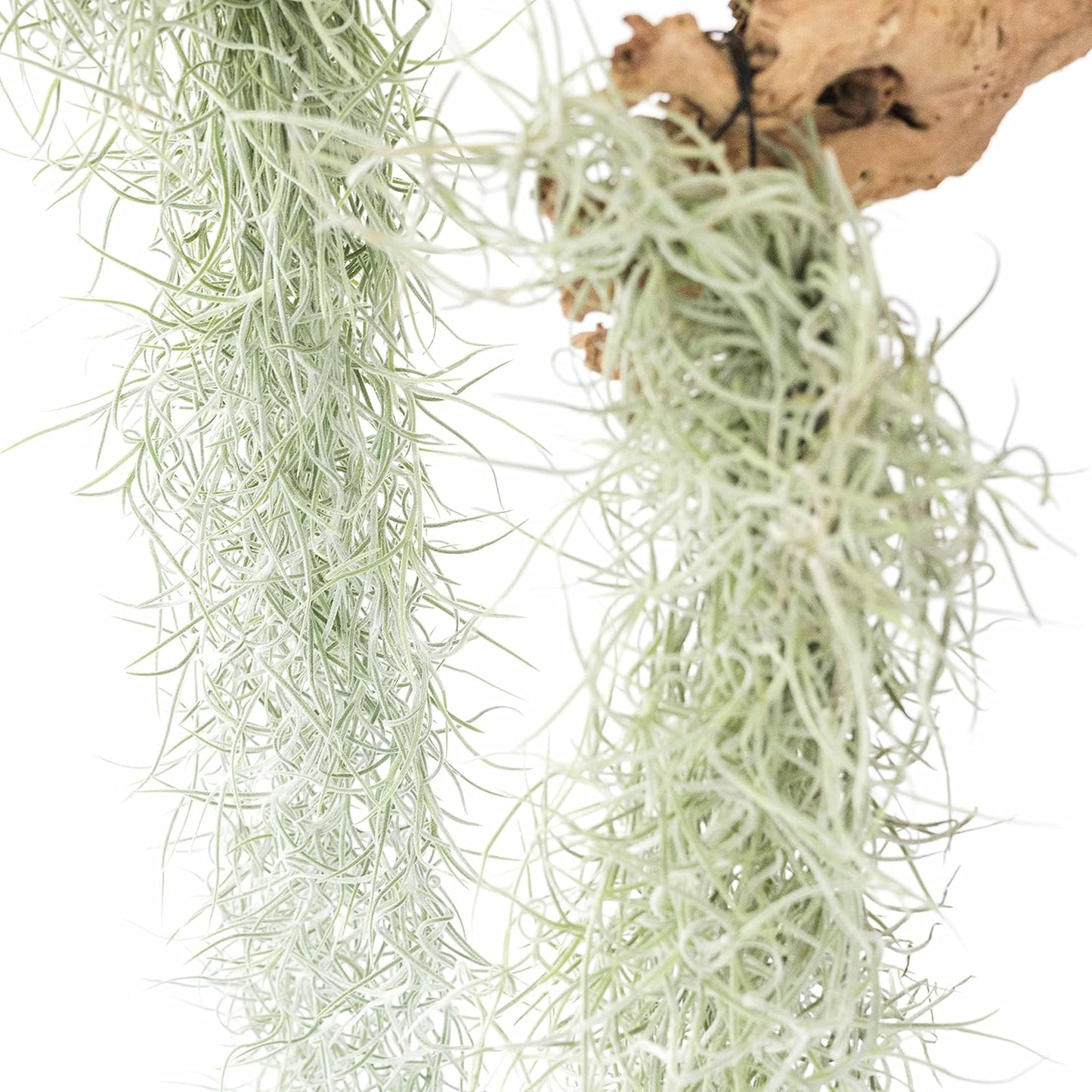 6 Pack Thick Colombian Spanish Moss Live Strands with Wire Hook - Tillandsia Usneiodes - Live Tillandsia Succulent House Plants - Home and Garden Decor - Easy Care Indoor and Outdoor Plants